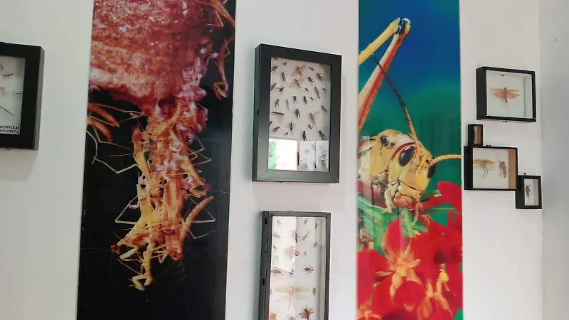 BICHOS-MUSEO-EXPOSICIÓN